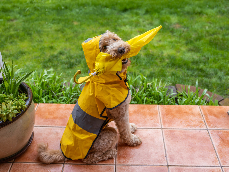 Patinhas úmidas: veterinário dá dicas ao passear com pet após chuva