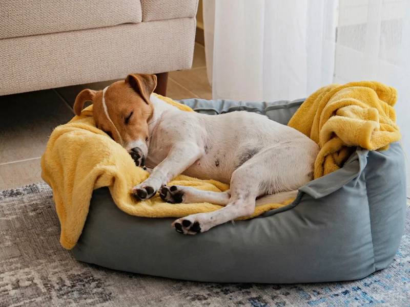 Cuidados com o pet no frio: veterinária traz dicas quentinhas