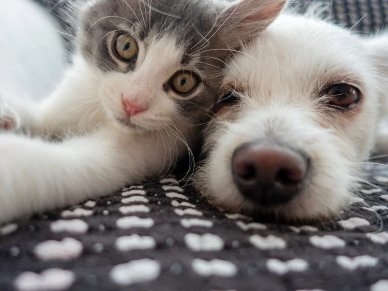 Cachorro e gato: oportunidades especiais de itens na Petz