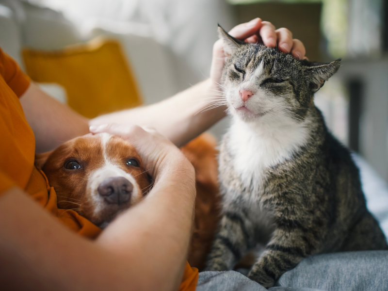 Começou a Semana Pet RioMar: confira produtos