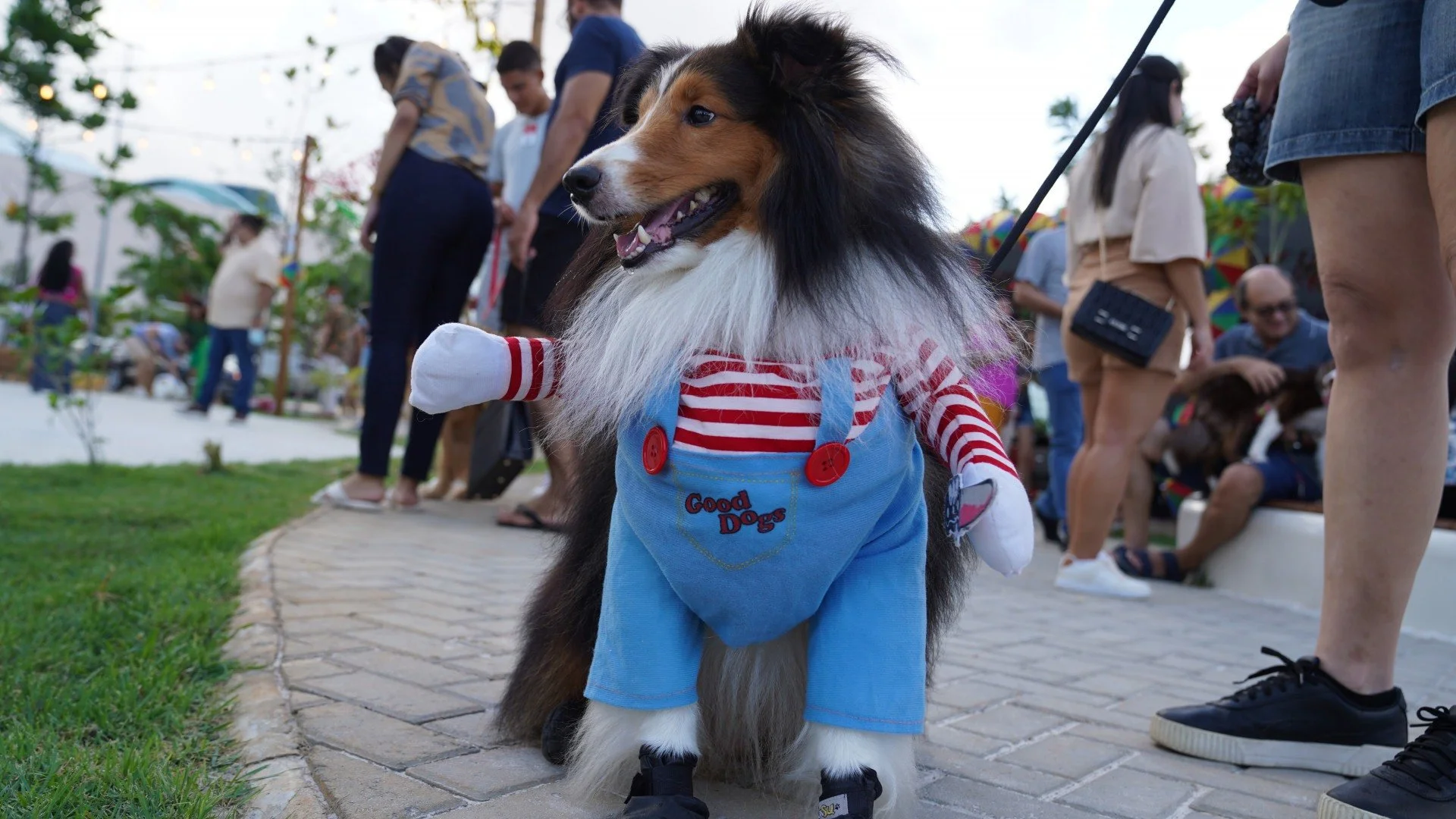 Um cachorro da raça Collie usando uma fantasia do personagem "Chuck"