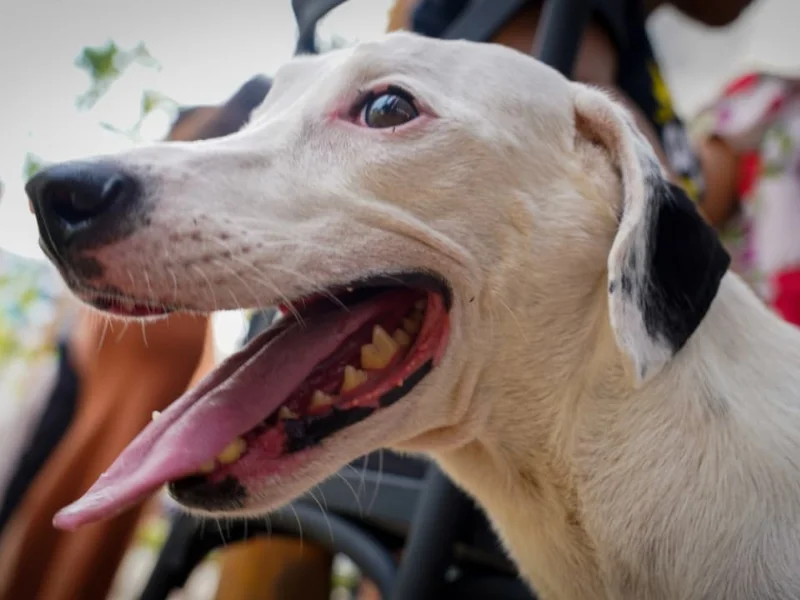 Close-up de um cachorro branco com manchas pretas na orelha, ofegante e parecendo feliz.