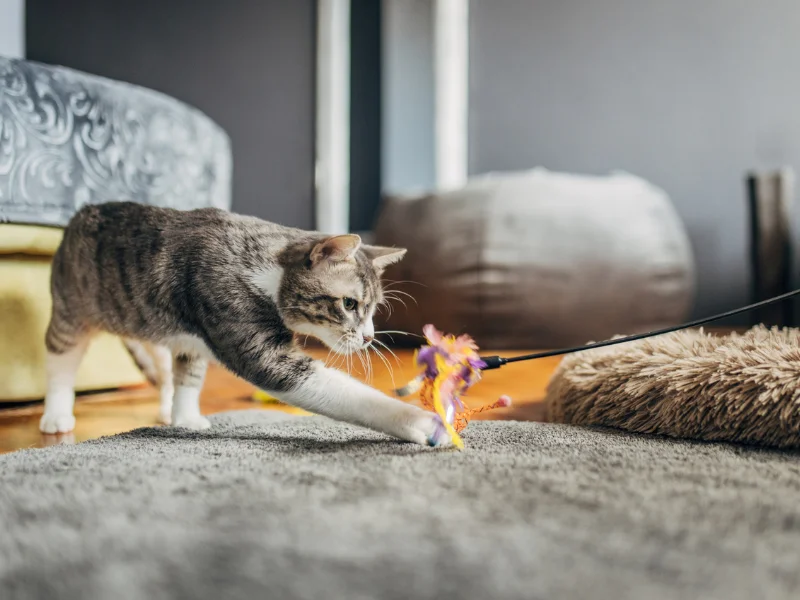 Brinquedo para gatos: confira 5 opções divertidas