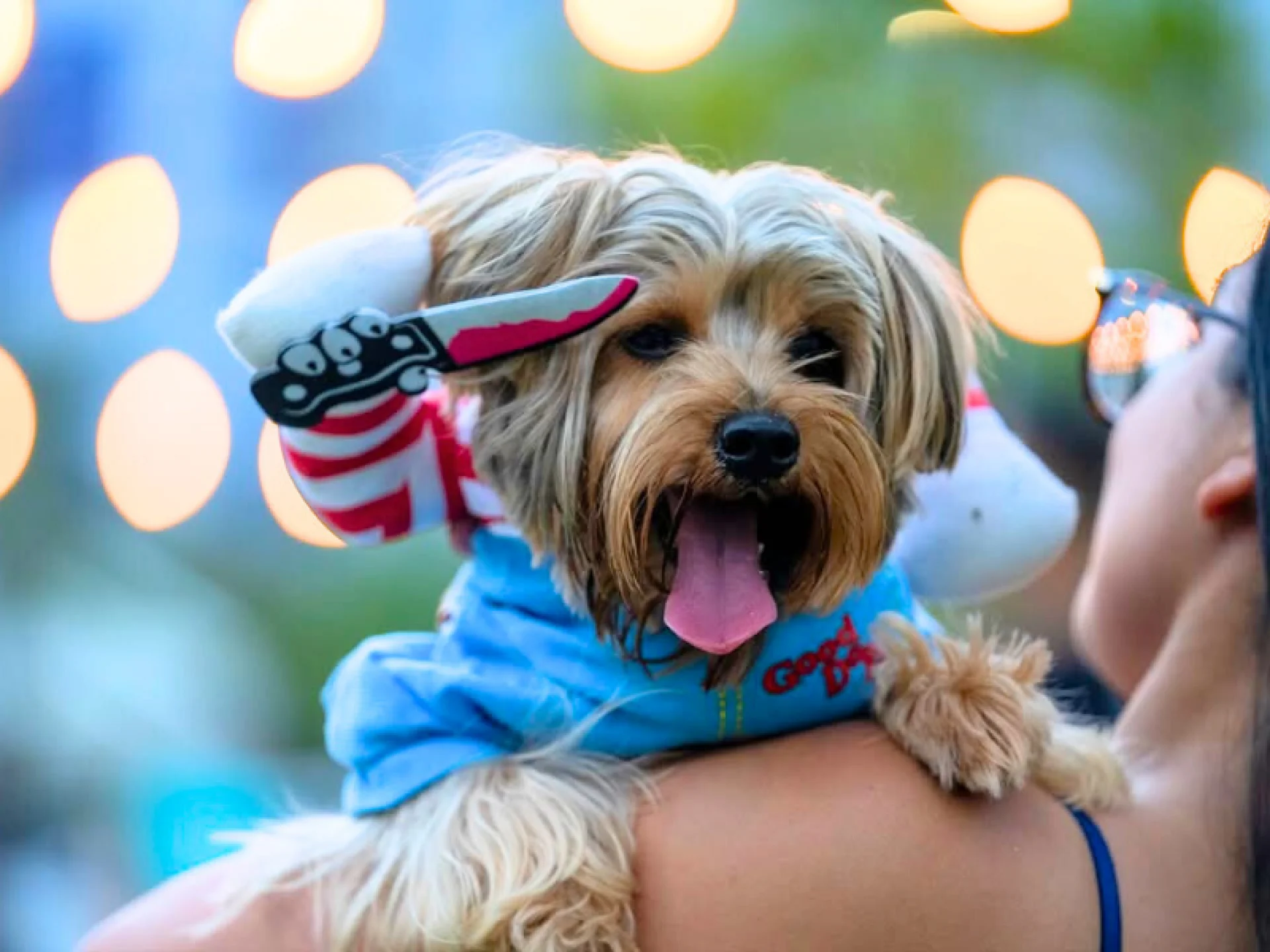 C&atilde;ozinho  Yorkshire no ombro de uma pessoa, vestindo uma fantasia do personagem Chucky com uma faca de brinquedo. O fundo est&aacute; desfocado com luzes circulares amarelas.