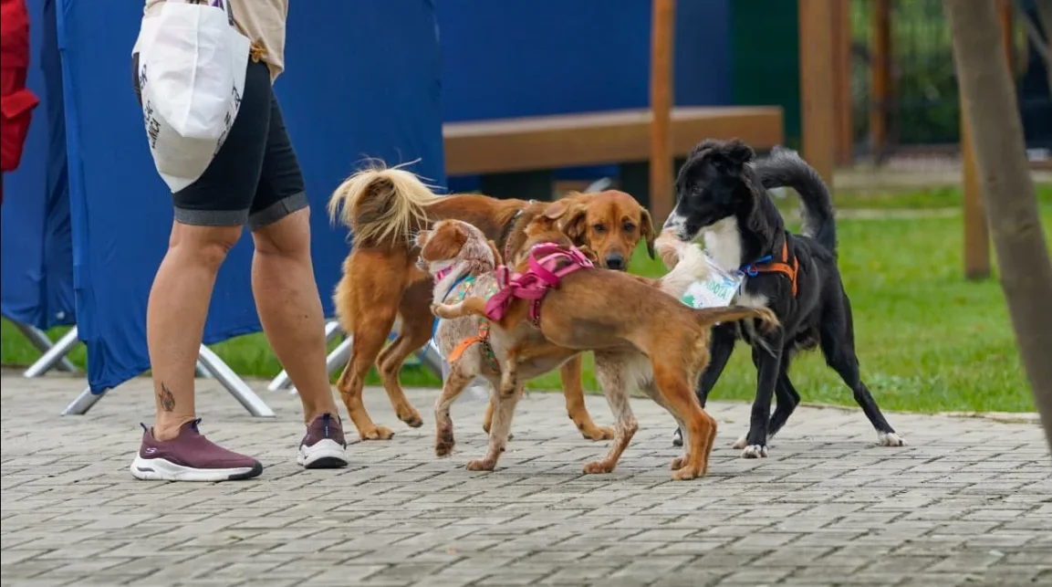 Feirinha de Adoção PetMar: confira como foi a terceira edição