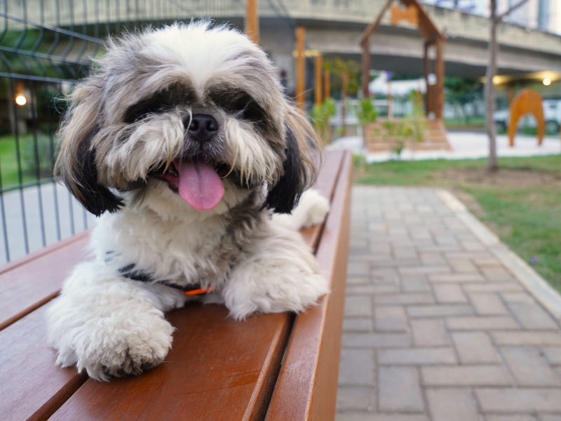 Vem aí encontro de Shih Tzu no RioMar Recife