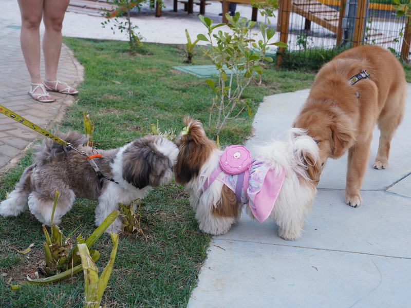 É Hoje! Encontro de Shih Tzu acontece no PetMar neste domingo (27)