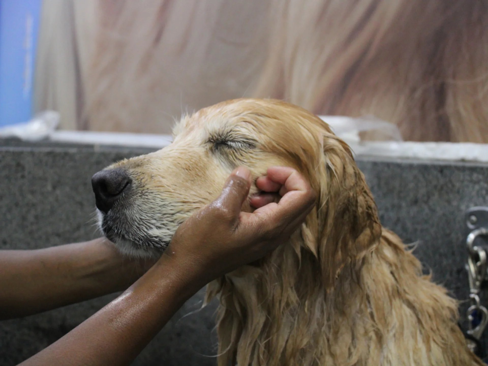 Uma Golden Retriever de pelo dourado está sendo banhada, com a pelagem molhada e os olhos fechados em aparente relaxamento.